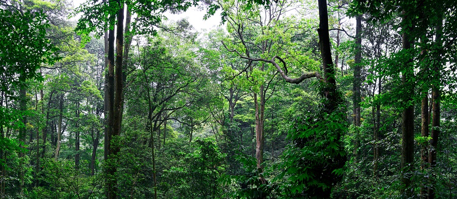 5-沐川国家级森林公园景观,凉风坳原始森林900